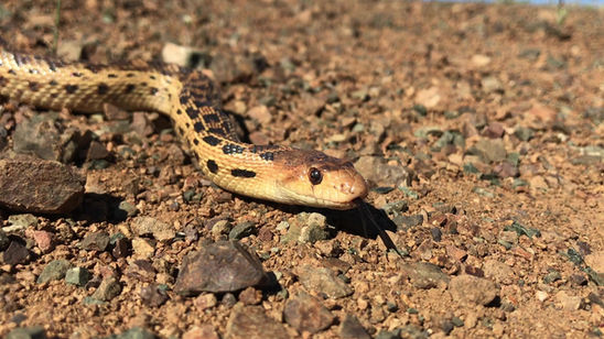Gopher Snakes at Sugarloaf
